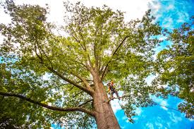 How Our Tree Care Process Works  in  Columbus, MS