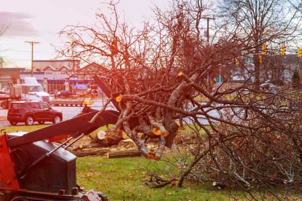 Columbus, MS Tree Care Company