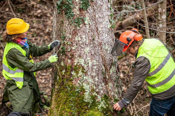 Professional Tree Care in Columbus, MS