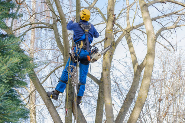 Best Tree Removal  in Columbus, MS