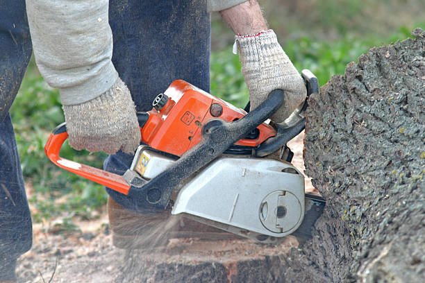 Best Stump Grinding and Removal  in Columbus, MS