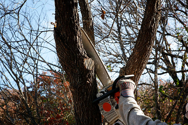 Best Commercial Tree Services  in Columbus, MS
